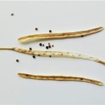 Der Samenstand ist dreigeteilt, die dünne mittige Trennwand ist fest mit der Pflanze verbunden, während die beiden Außenhüllen schon bei leisestem Druck aufspringen