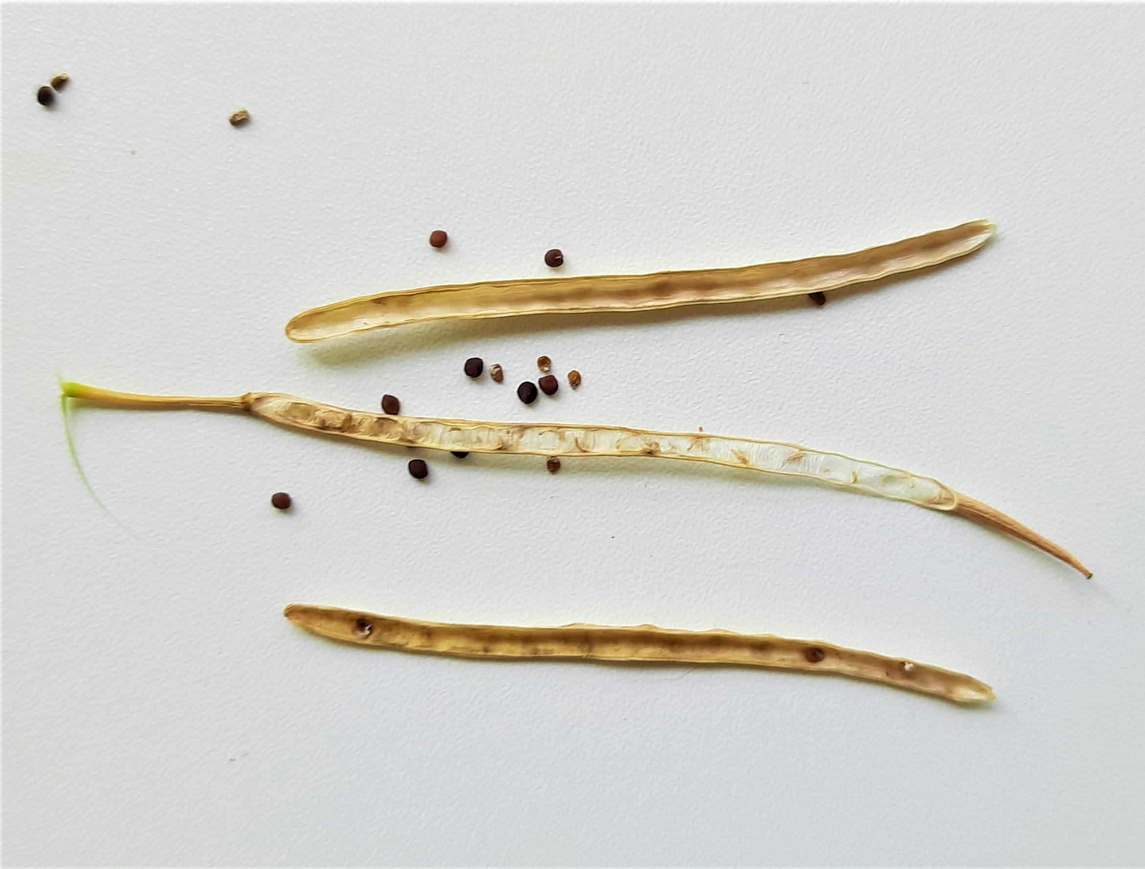 Der Samenstand ist dreigeteilt, Die dünne mittige Trennwand ist fest mit der Pflanze verbunden, während die beiden Außenhüllen schon bei leisestem Druck aufspringen